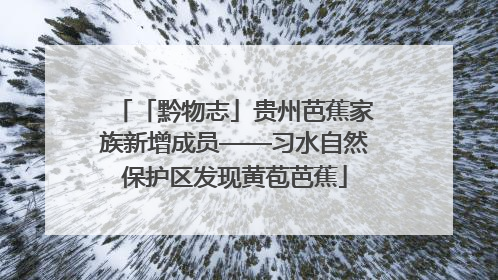 「黔物志」贵州芭蕉家族新增成员——习水自然保护区发现黄苞芭蕉