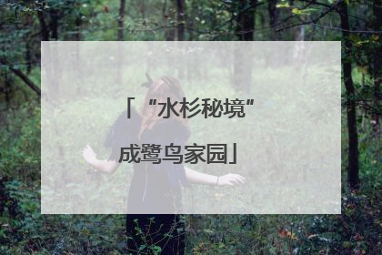 “水杉秘境”成鹭鸟家园