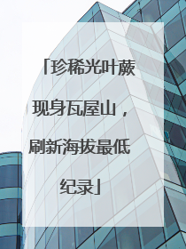 珍稀光叶蕨现身瓦屋山，刷新海拔最低纪录