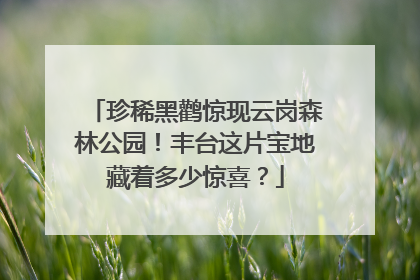 珍稀黑鹳惊现云岗森林公园！丰台这片宝地藏着多少惊喜？
