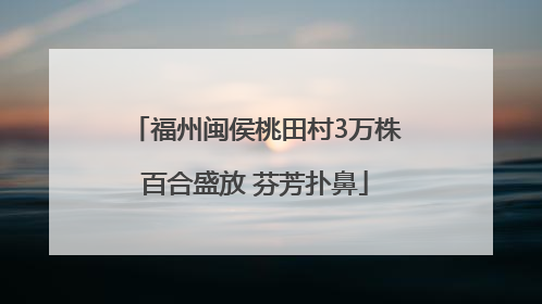 福州闽侯桃田村3万株百合盛放 芬芳扑鼻