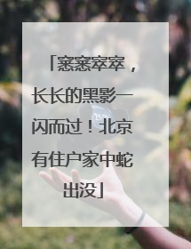窸窸窣窣，长长的黑影一闪而过！北京有住户家中蛇出没