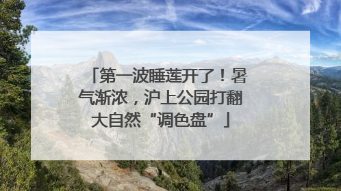第一波睡莲开了！暑气渐浓，沪上公园打翻大自然“调色盘”
