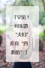 罕见！一对朱鹮“夫妇”养育“四胞胎”