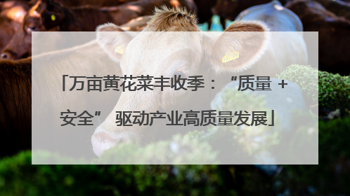 万亩黄花菜丰收季：“质量 + 安全” 驱动产业高质量发展