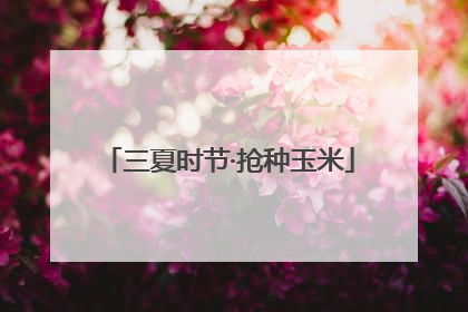 三夏时节·抢种玉米