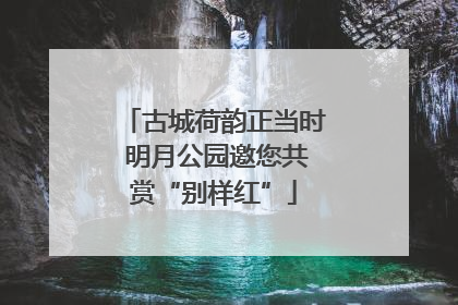 古城荷韵正当时 明月公园邀您共赏“别样红”