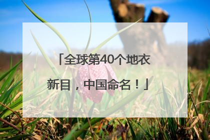 全球第40个地衣新目，中国命名！