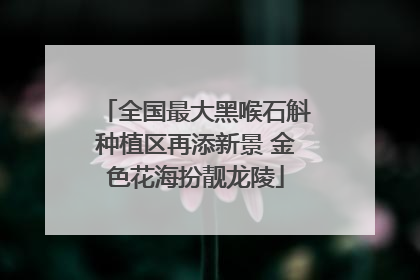 全国最大黑喉石斛种植区再添新景 金色花海扮靓龙陵