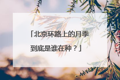 北京环路上的月季到底是谁在种？