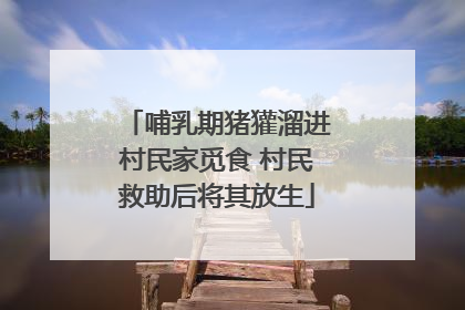 哺乳期猪獾溜进村民家觅食 村民救助后将其放生