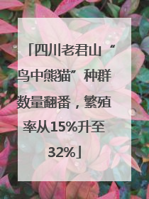 四川老君山“鸟中熊猫”种群数量翻番，繁殖率从15%升至32%