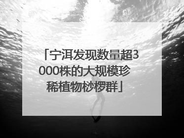 宁洱发现数量超3000株的大规模珍稀植物桫椤群