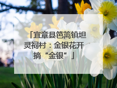 宜章县笆篱镇坦灵祠村：金银花开摘“金银”