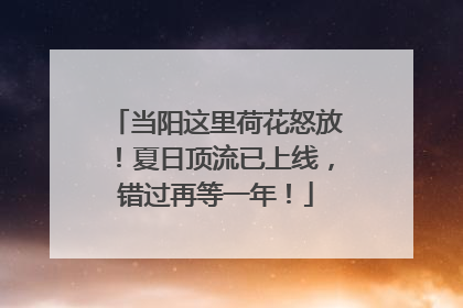 当阳这里荷花怒放！夏日顶流已上线，错过再等一年！