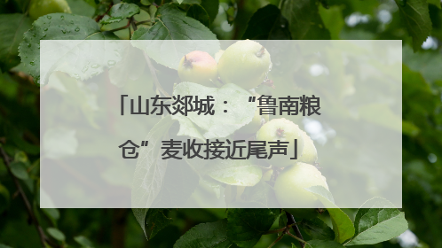 山东郯城：“鲁南粮仓”麦收接近尾声