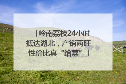 岭南荔枝24小时抵达湖北，产销两旺性价比真“给荔”