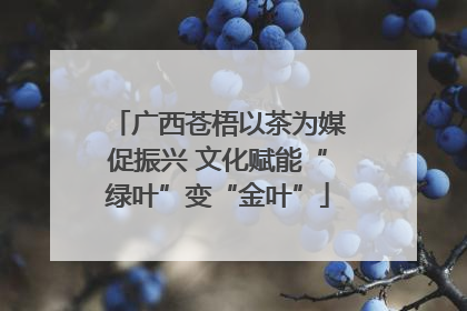 广西苍梧以茶为媒促振兴 文化赋能“绿叶”变“金叶”