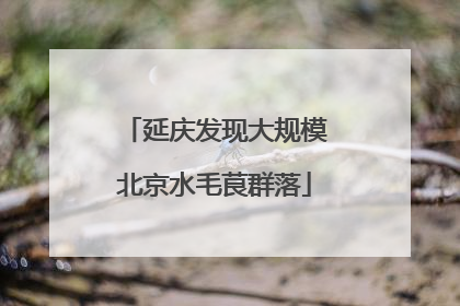 延庆发现大规模北京水毛茛群落