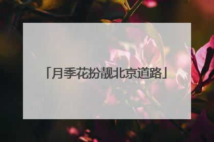 月季花扮靓北京道路