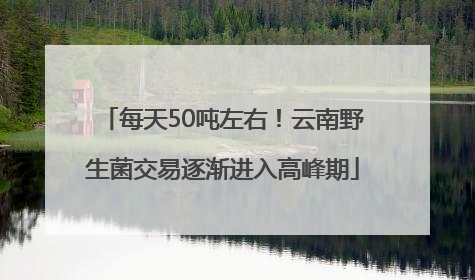 每天50吨左右！云南野生菌交易逐渐进入高峰期