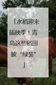 水稻迎来插秧季！青岛这些稻田披“绿装”