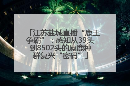江苏盐城直播“鹿王争霸”：感知从39头到8502头的麋鹿种群复兴“密码”