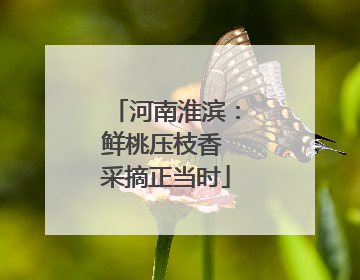 河南淮滨：鲜桃压枝香 采摘正当时