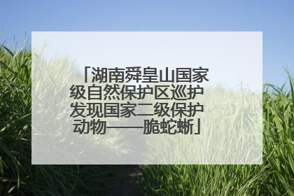 湖南舜皇山国家级自然保护区巡护发现国家二级保护动物——脆蛇蜥