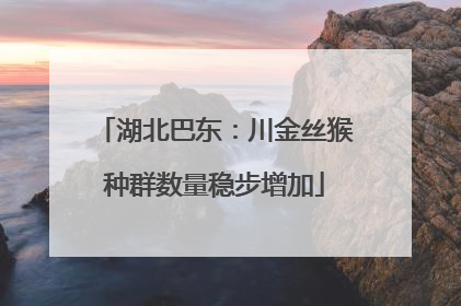 湖北巴东：川金丝猴种群数量稳步增加