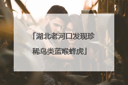 湖北老河口发现珍稀鸟类蓝喉蜂虎