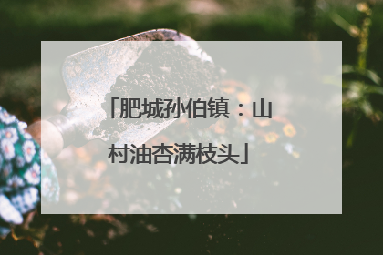 肥城孙伯镇：山村油杏满枝头