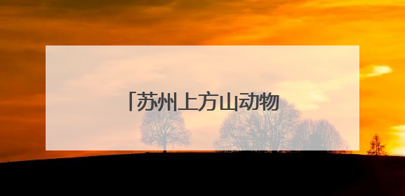苏州上方山动物园华南虎“星星”成功诞下四胞胎