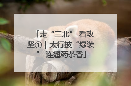 走“三北” 看攻坚①｜太行披“绿装” 连翘药茶香