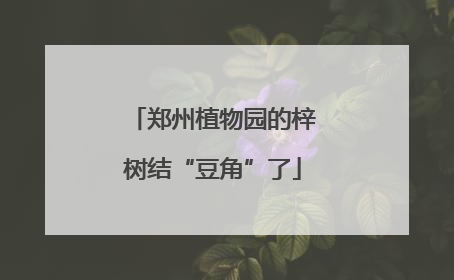 郑州植物园的梓树结“豆角”了