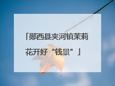郧西县夹河镇茉莉花开好“钱景”