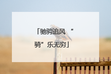 驰骋追风 “骑”乐无穷