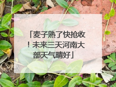麦子熟了快抢收！未来三天河南大部天气晴好