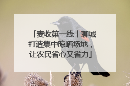麦收第一线丨聊城打造集中晾晒场地，让农民省心又省力