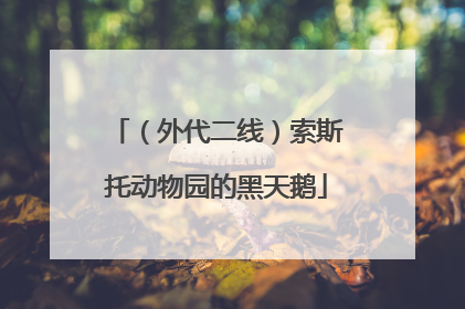 （外代二线）索斯托动物园的黑天鹅