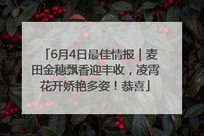 6月4日最佳情报｜麦田金穗飘香迎丰收，凌霄花开娇艳多姿！恭喜